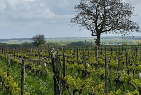 Vins natures
